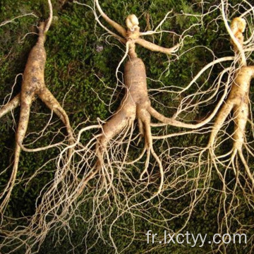 thé de santé extrait de ginseng